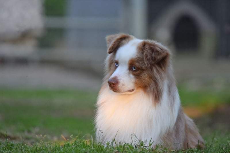 Look d'enfer master shepherd des Romarins de Mayerling