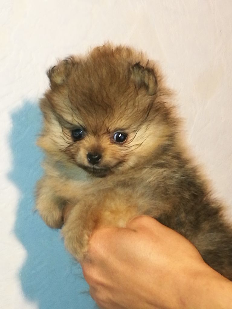 Isiwun - Chiot disponible  - Spitz allemand
