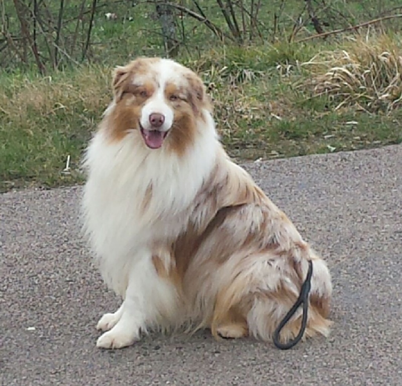CH. aussiepride Heart of a hero