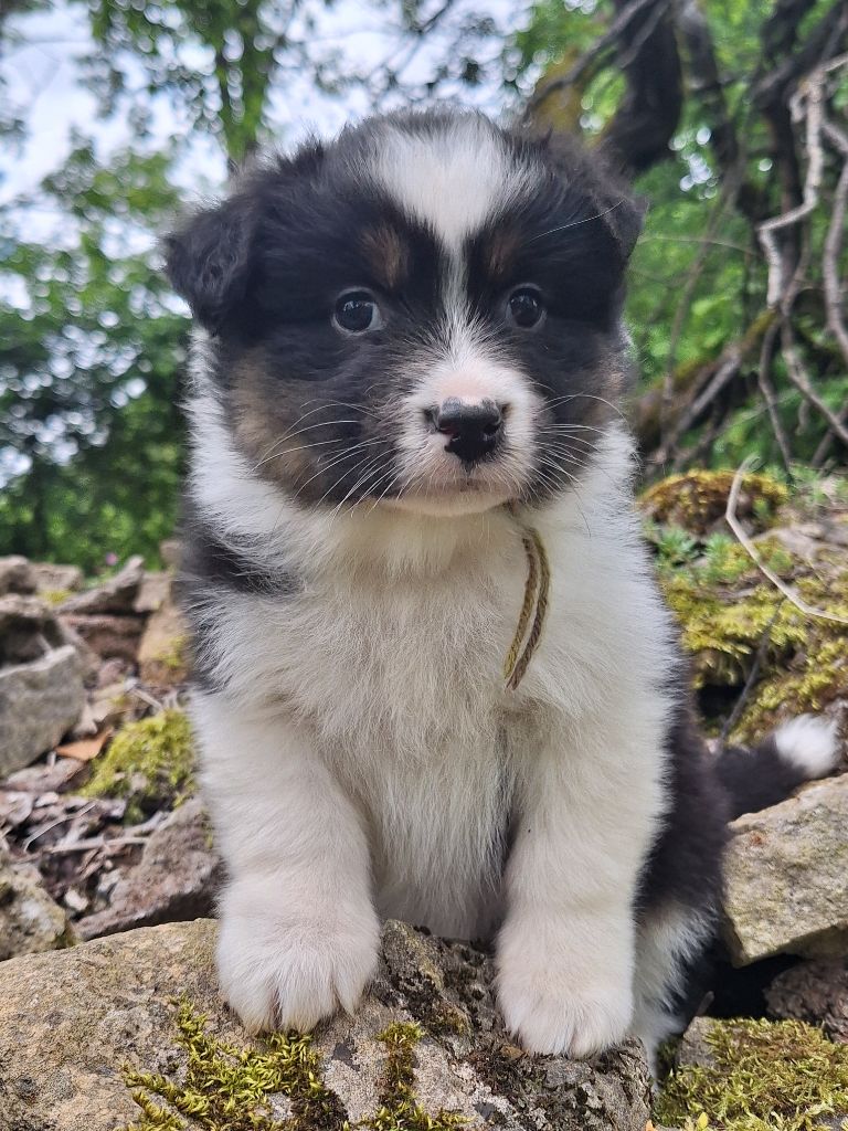 Isiwun - Chiots disponibles - Berger Australien