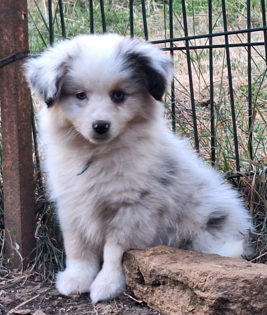 Isiwun - Chiots disponibles - Berger Américain Miniature 