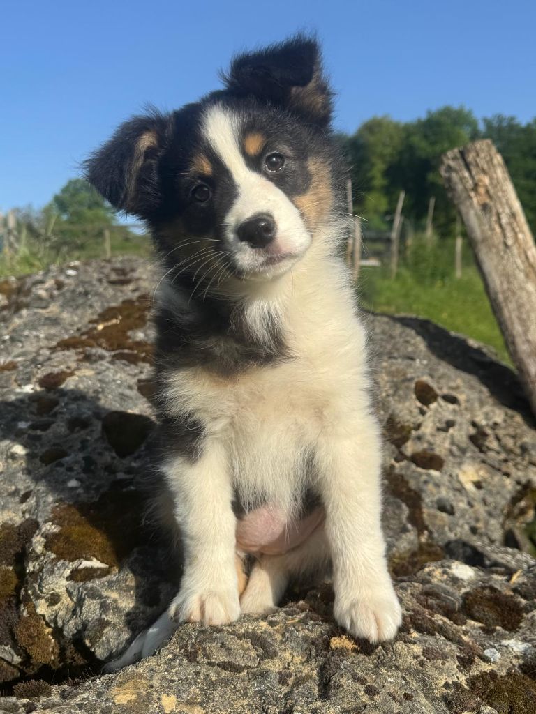 Isiwun - Chiots disponibles - Berger Australien