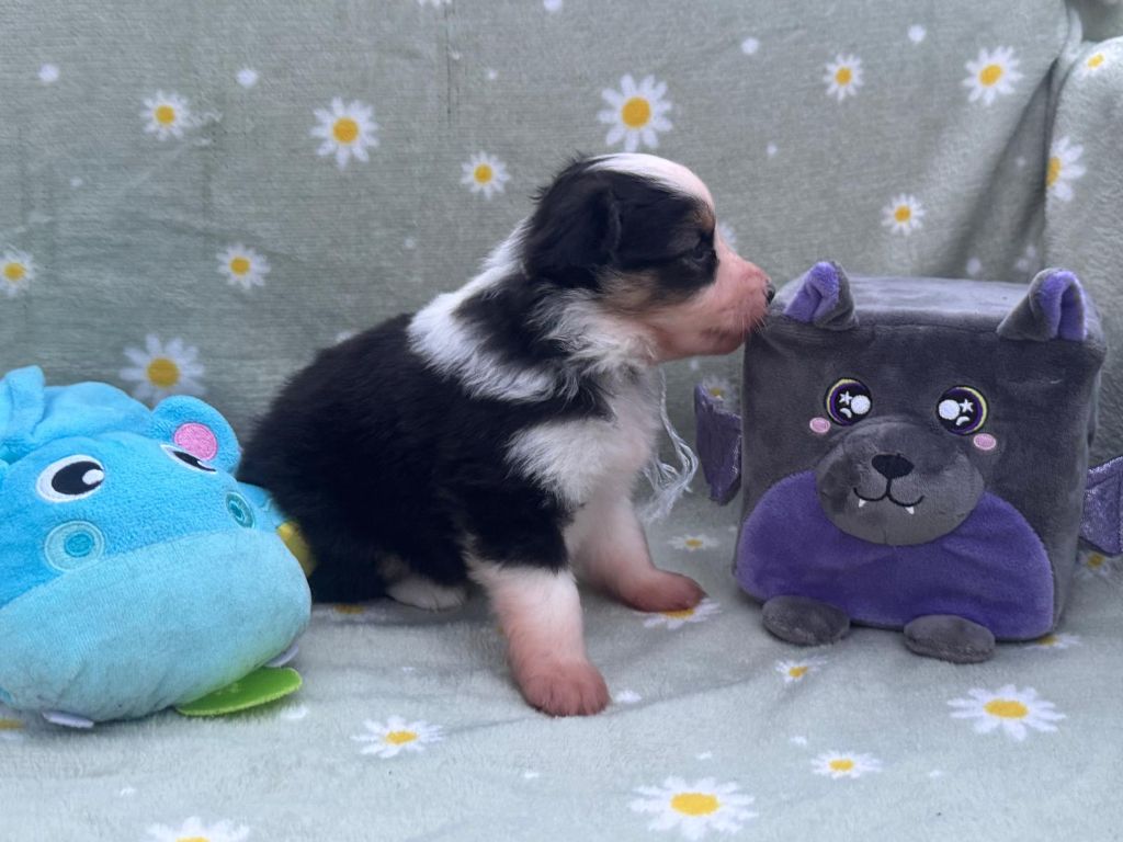 Isiwun - Chiots disponibles - Berger Américain Miniature 