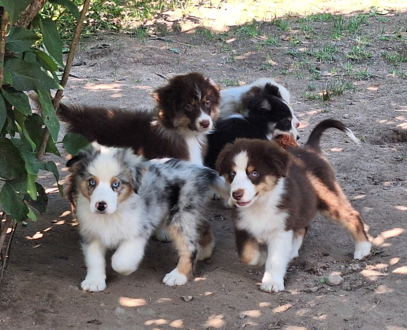 Chiot Berger Américain Miniature  Isiwun