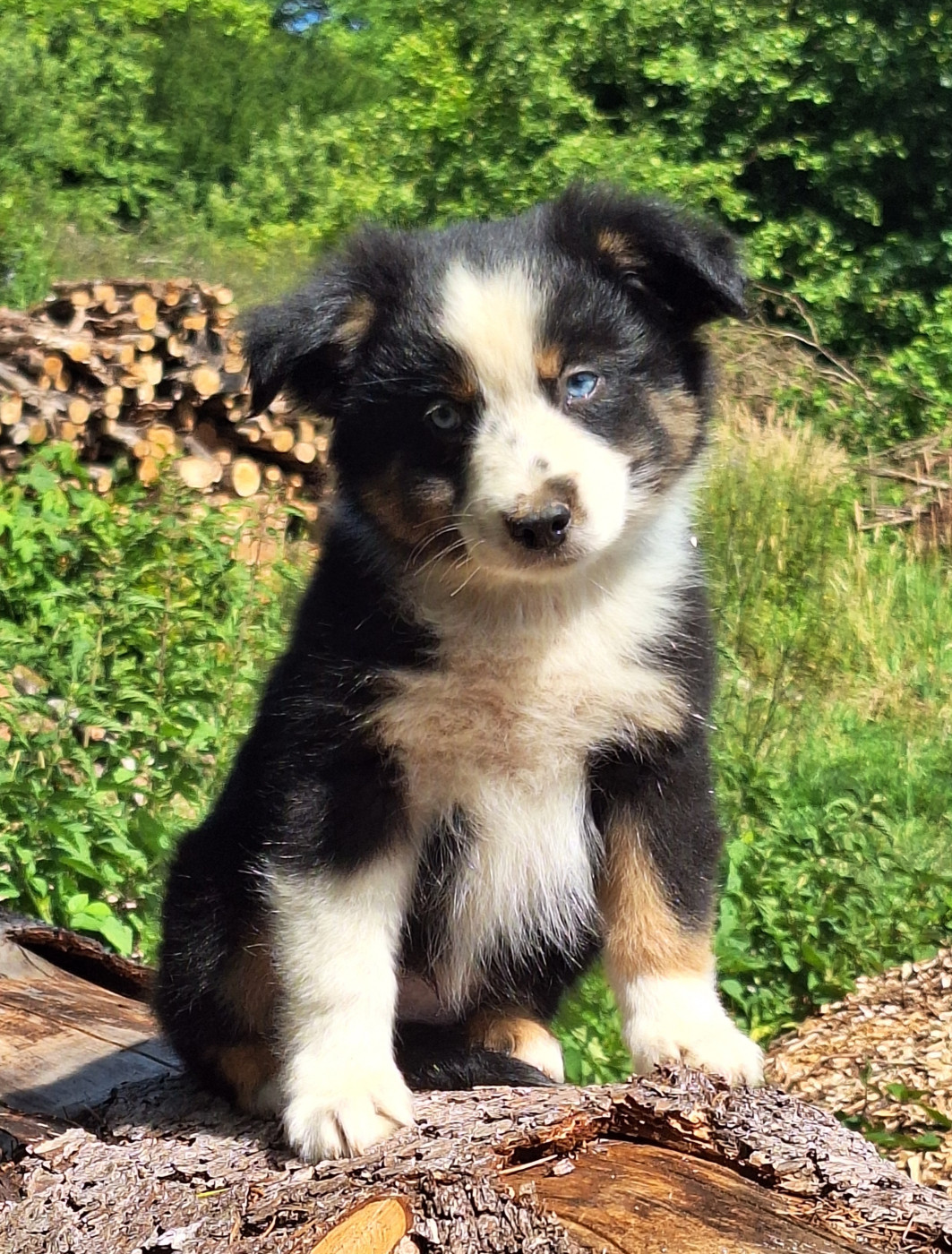 Isiwun - Chiots disponibles - Berger Américain Miniature 