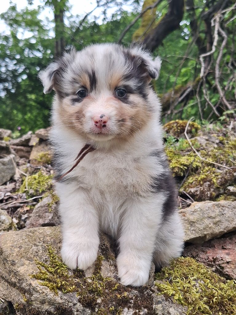 Isiwun - Chiots disponibles - Berger Australien