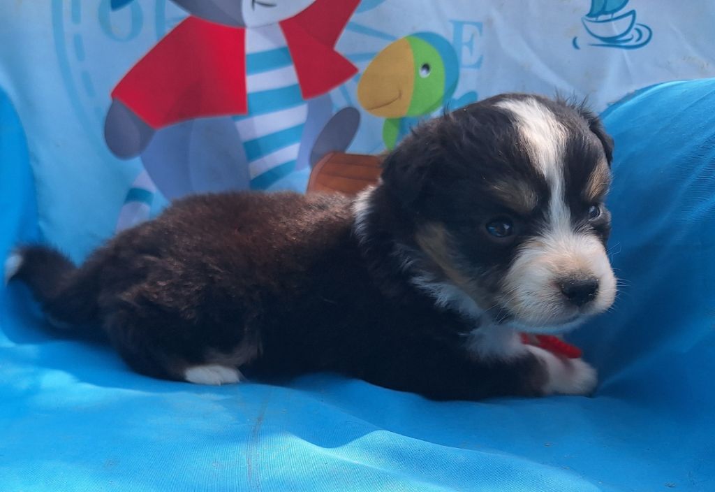 Isiwun - Chiots disponibles - Berger Américain Miniature 