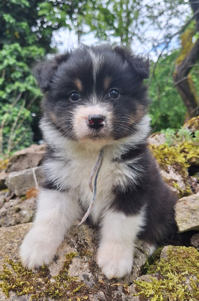 Isiwun - Chiots disponibles - Berger Australien