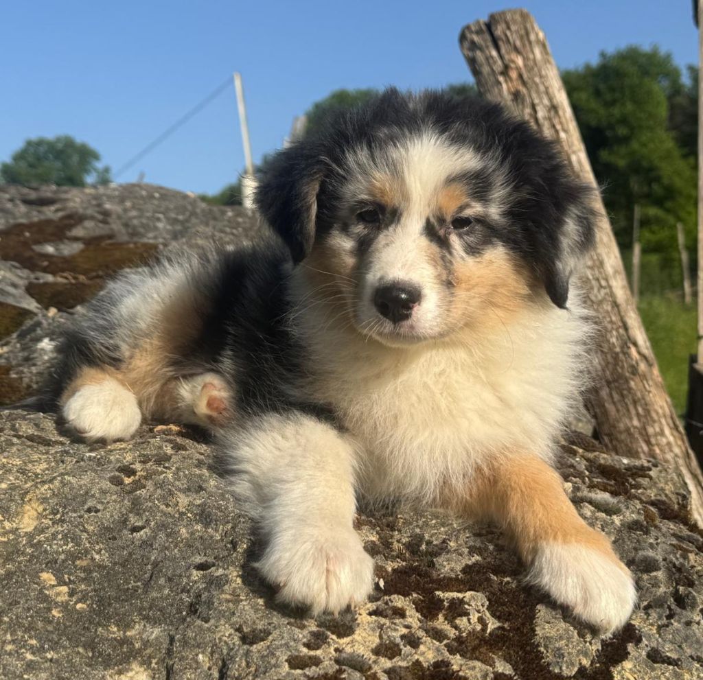 Isiwun - Chiots disponibles - Berger Australien