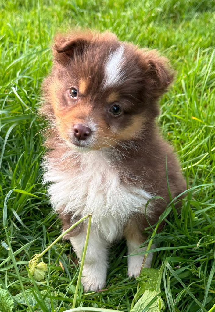 Chiot Berger Américain Miniature Isiwun
