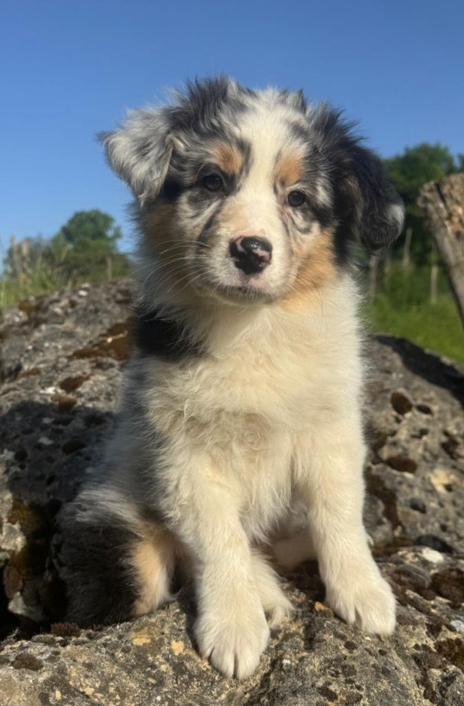 Isiwun - Chiots disponibles - Berger Australien