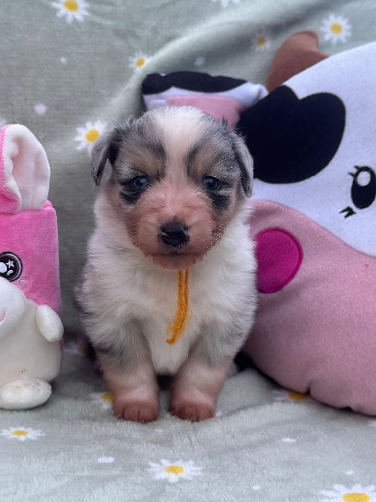 Isiwun - Chiots disponibles - Berger Américain Miniature 