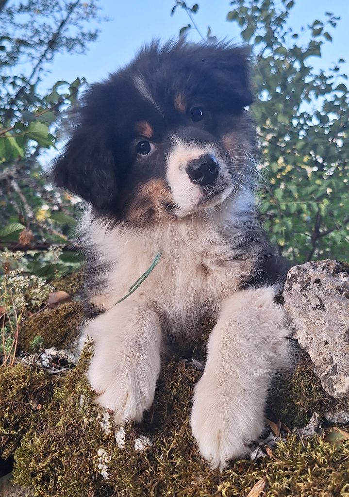Isiwun - Chiots disponibles - Berger Australien