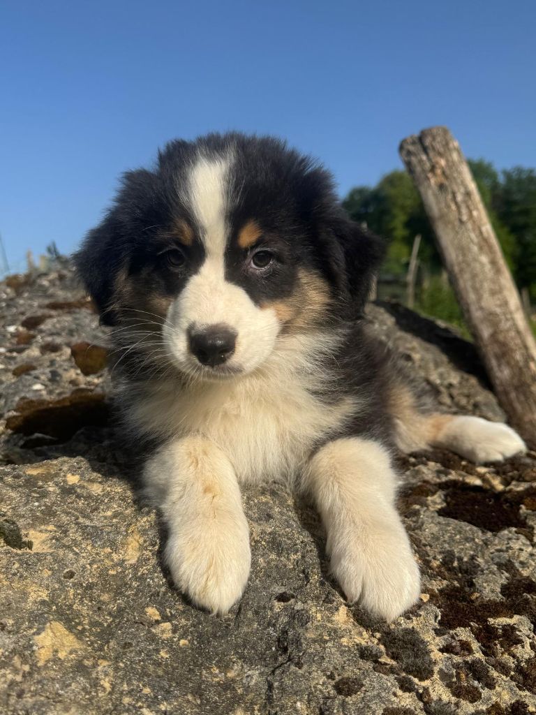 Isiwun - Chiots disponibles - Berger Australien