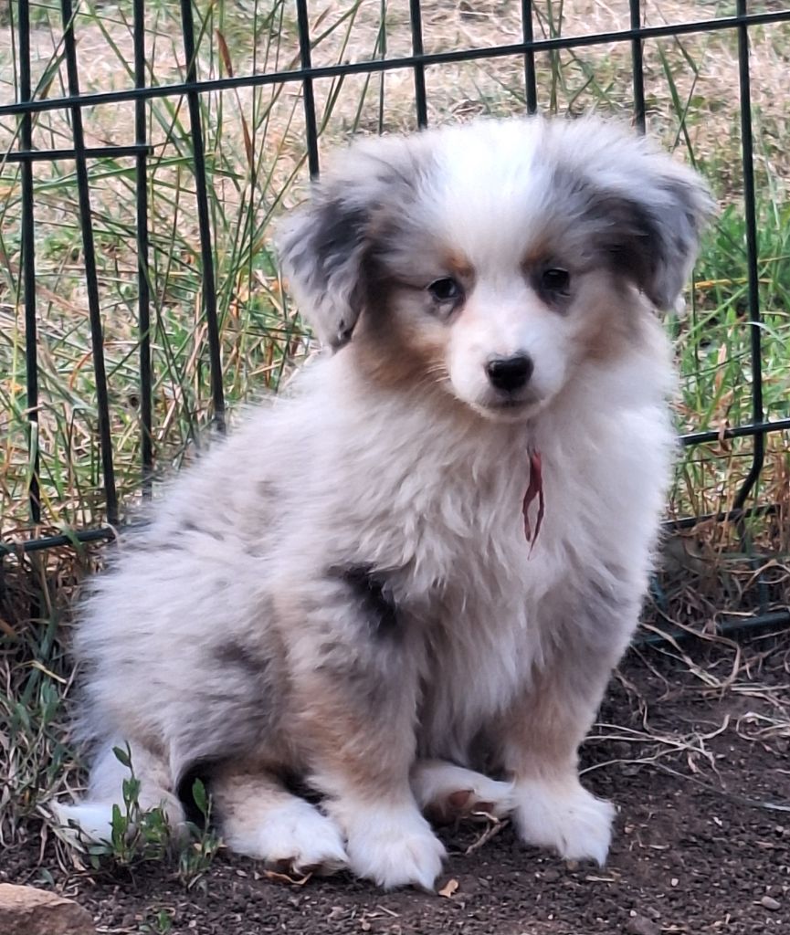 Isiwun - Chiots disponibles - Berger Américain Miniature 