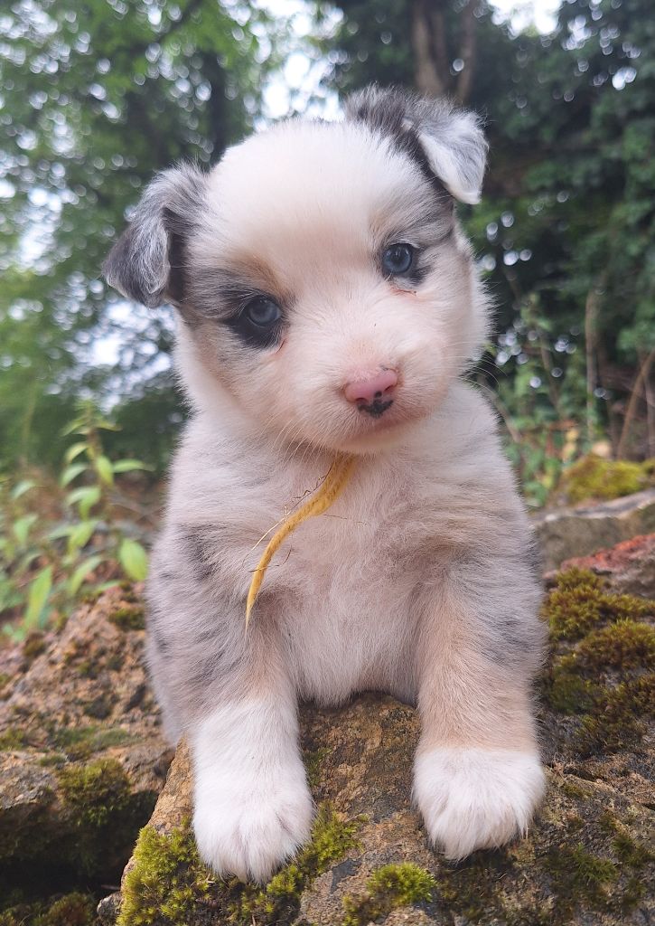 Isiwun - Chiots disponibles - Berger Américain Miniature 