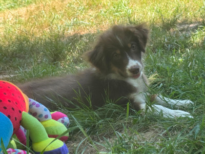 Chiot N°4