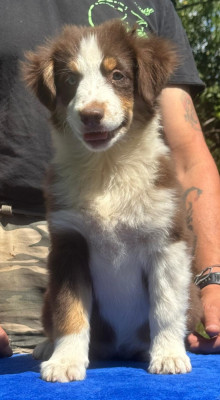 Chiot N°5