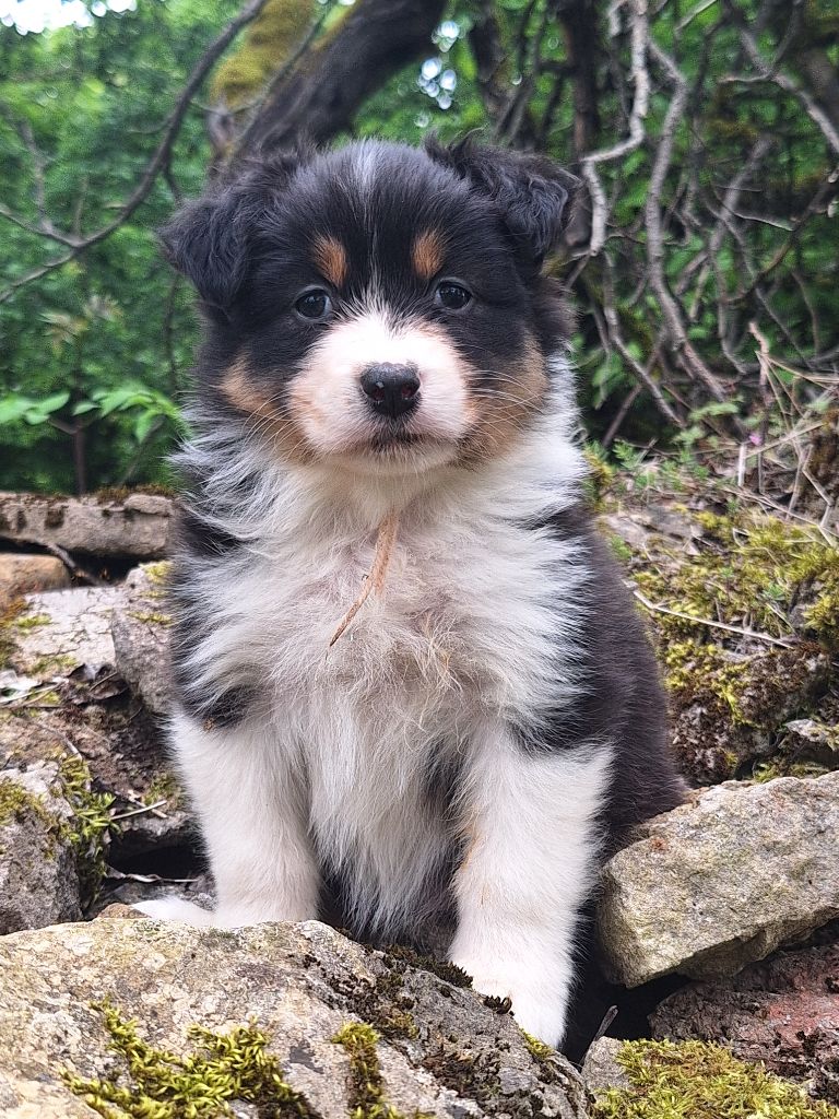 Isiwun - Chiots disponibles - Berger Australien