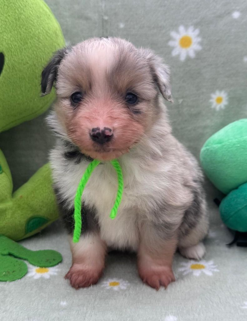 Isiwun - Chiots disponibles - Berger Américain Miniature 