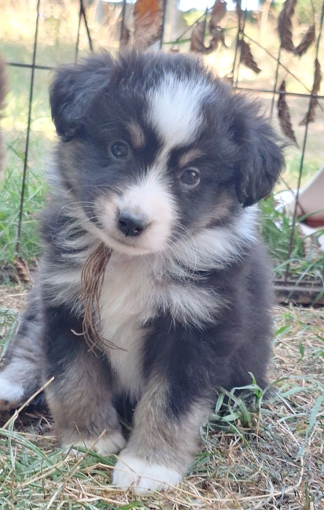 Isiwun - Chiots disponibles - Berger Américain Miniature 