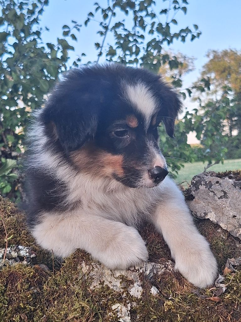 Isiwun - Chiots disponibles - Berger Australien
