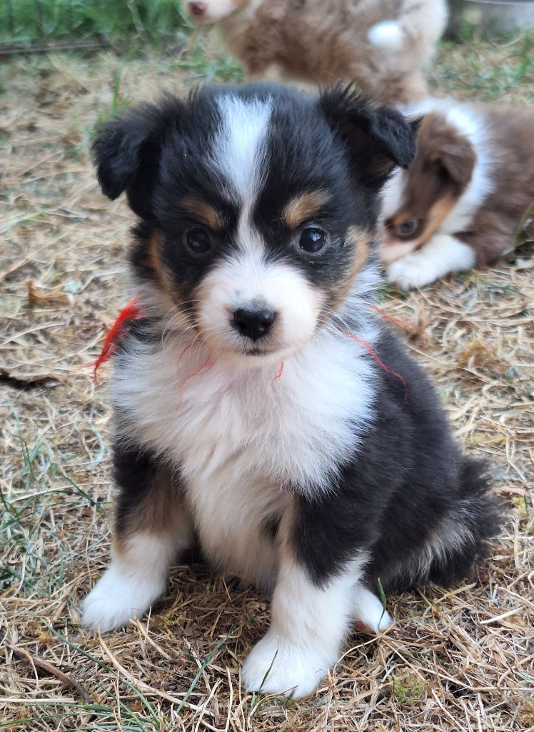 Isiwun - Chiots disponibles - Berger Américain Miniature 