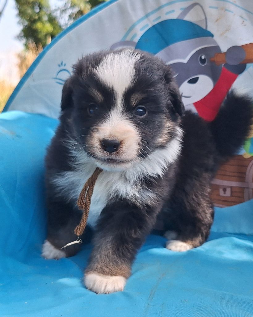 Isiwun - Chiots disponibles - Berger Américain Miniature 