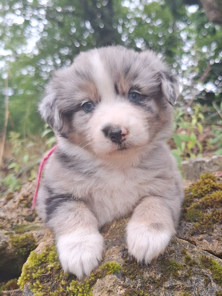 Chiot Berger Américain Miniature Isiwun