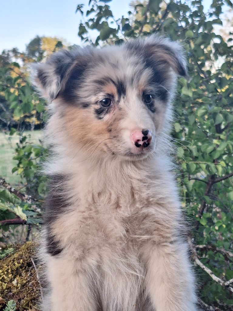 Isiwun - Chiots disponibles - Berger Australien