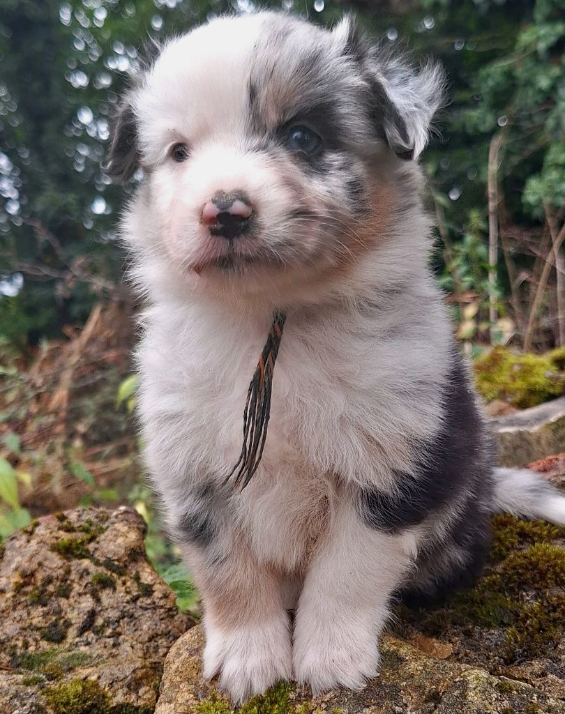Isiwun - Chiots disponibles - Berger Américain Miniature 