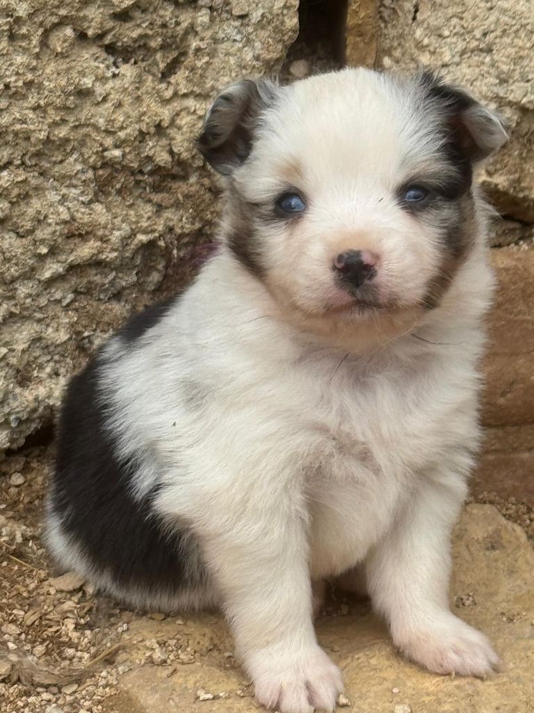 Isiwun - Chiots disponibles - Berger Américain Miniature 